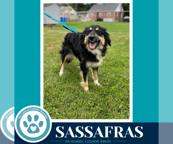 Medium Photo #7 English Shepherd Puppy For Sale in Kimberton, PA, USA