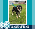 Small Photo #7 English Shepherd Puppy For Sale in Kimberton, PA, USA