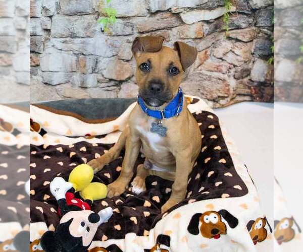 Medium Photo #5 Boxer-Unknown Mix Puppy For Sale in Kennesaw, GA, USA