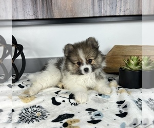Pomeranian Puppy for sale in FRANKLIN, IN, USA
