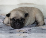 Small Photo #57 Pug Puppy For Sale in WINNSBORO, TX, USA