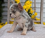 Small #2 French Bulldog