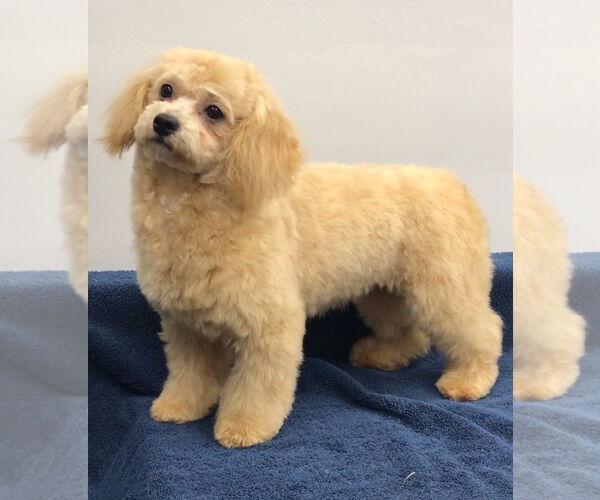 Medium Photo #1 Bichon Frise-Unknown Mix Puppy For Sale in Lincolnwood, IL, USA