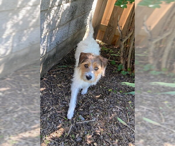 Medium Photo #5 Jack Russell Terrier-Unknown Mix Puppy For Sale in Evansville, IN, USA