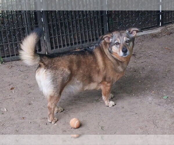Medium Photo #12 German Shepherd Dog-Pembroke Welsh Corgi Mix Puppy For Sale in Newnan, GA, USA