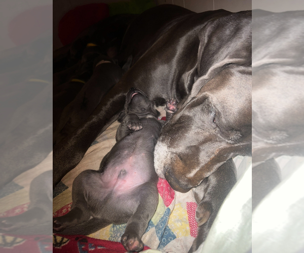 Medium Photo #20 Great Dane Puppy For Sale in SAND SPRINGS, OK, USA