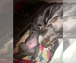 Small Photo #20 Great Dane Puppy For Sale in SAND SPRINGS, OK, USA