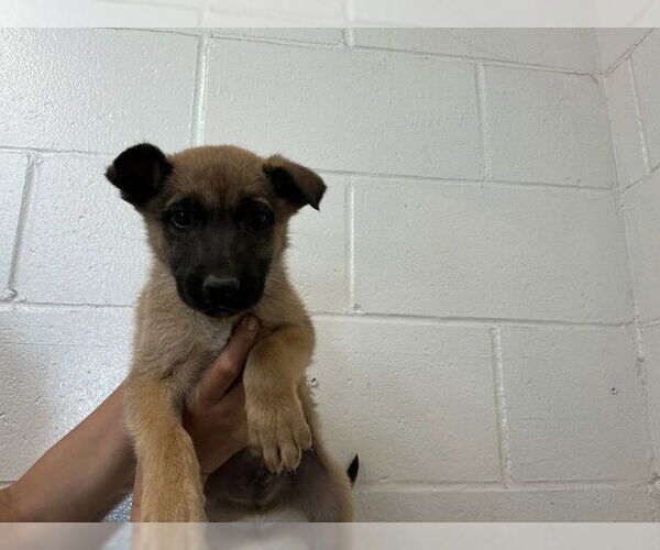 Medium Photo #1 German Shepherd Dog-Unknown Mix Puppy For Sale in San Bernardino, CA, USA