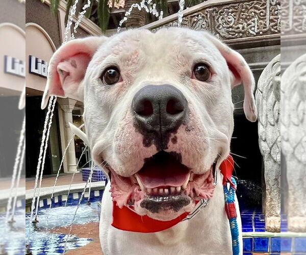 Medium Photo #6 American Staffordshire Terrier-Unknown Mix Puppy For Sale in San Juan Capistrano, CA, USA