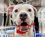 Small #5 American Staffordshire Terrier Mix