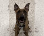 Small Photo #1 Bull Terrier-German Shepherd Dog Mix Puppy For Sale in Brighton, CO, USA