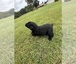 Puppy Reba Schnauzer (Giant)