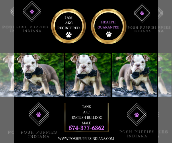 Medium Photo #2 Bulldog Puppy For Sale in WARSAW, IN, USA