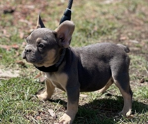 French Bulldog Puppy for sale in WEST HILLS, CA, USA