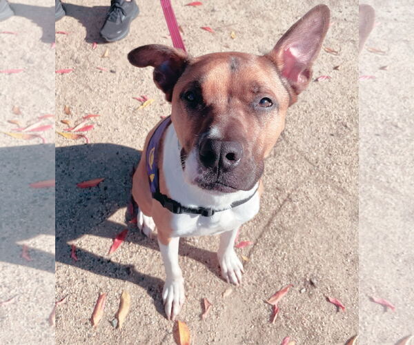 Medium Photo #7 American Staffordshire Terrier-Unknown Mix Puppy For Sale in Berkeley, CA, USA