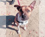 Small #6 American Staffordshire Terrier Mix