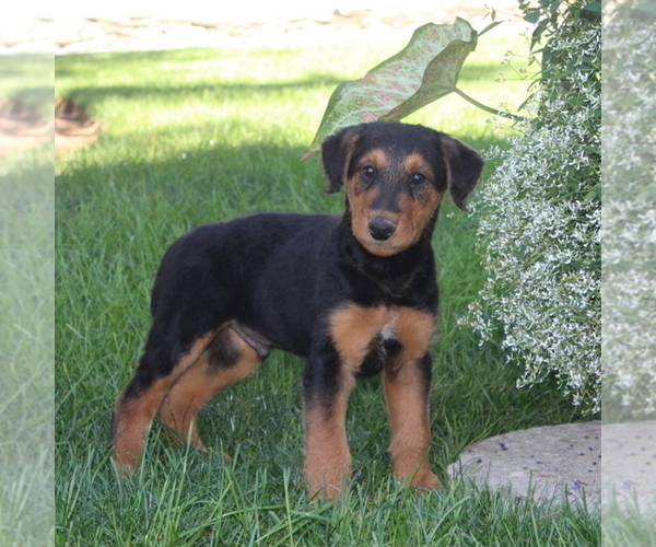 Medium Photo #3 Airedale Terrier Puppy For Sale in HOLTWOOD, PA, USA