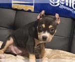 Small Photo #31 American Bully Puppy For Sale in BOLIVAR, MO, USA