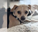 Small #2 Beagle-Chihuahua Mix