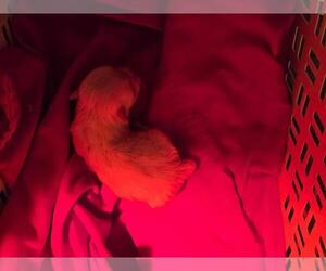 Maltese Puppy for sale in CORNERSVILLE, TN, USA