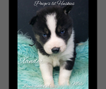 Small Photo #23 Siberian Husky Puppy For Sale in BLOOMFIELD, IN, USA