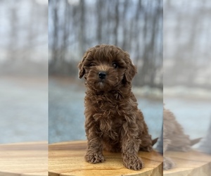 Goldendoodle (Miniature) Dog for Adoption in PELHAM, North Carolina USA