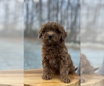 Small Goldendoodle (Miniature)