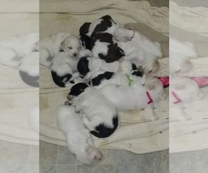Labradoodle Puppy for sale in SPENCERVILLE, IN, USA