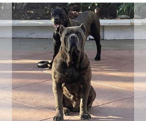 Father of the Cane Corso puppies born on 10/23/2021