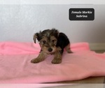 Small #1 Morkie