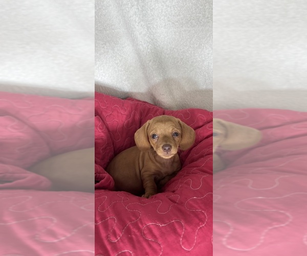 Medium Photo #3 Dachshund Puppy For Sale in GREENFIELD, IN, USA