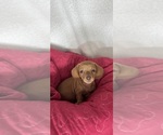 Dylan - Male Dachshund Puppy for Sale - Photo #3