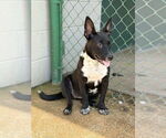 Small #3 Feist Terrier Mix