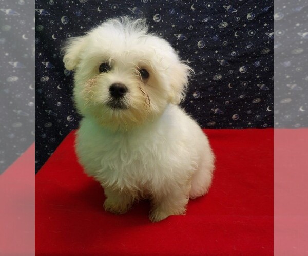 Medium Photo #3 Maltese Puppy For Sale in PATERSON, NJ, USA
