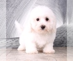 Small Photo #1 Bichon Frise Puppy For Sale in WESTPOINT, IN, USA