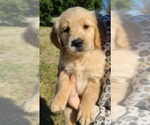 Small Photo #17 Golden Retriever Puppy For Sale in SALISBURY, NC, USA