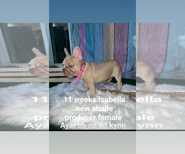Medium Photo #28 French Bulldog Puppy For Sale in CAPE CORAL, FL, USA