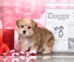 Small Photo #5 YorkiePoo Puppy For Sale in BEL AIR, MD, USA
