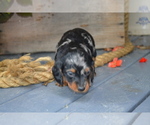 Small Photo #23 Dachshund Puppy For Sale in GREENWOOD, WI, USA