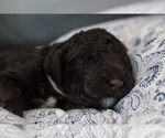 Small Photo #2 Labradoodle Puppy For Sale in MEDFORD, OR, USA
