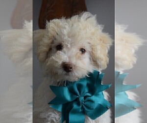 Schnoodle (Miniature) Puppy for sale in CASSVILLE, MO, USA