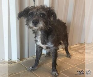 Mutt Dogs for adoption in Washington, DC, USA