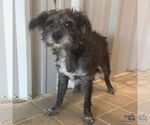 Small Mutt