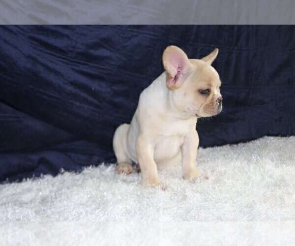 Medium Photo #4 French Bulldog Puppy For Sale in CORAL SPRINGS, FL, USA