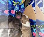 Small #4 Bulldog Mix