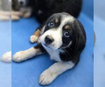 Small #3 Mutt