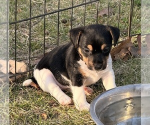 Medium Jack Russell Terrier