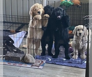 Goldendoodle Litter for sale in PARKER CITY, IN, USA