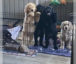 Image preview for Ad Listing. Nickname: Litter of 4