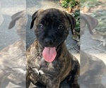Puppy No Collar ID Mastiff